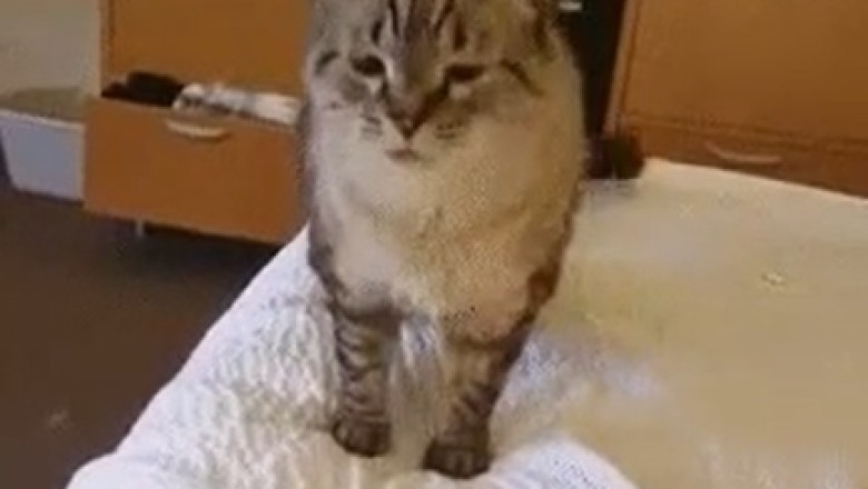 Feline Friday Follies: Cat Demands a Timeout in Hilarious Video!