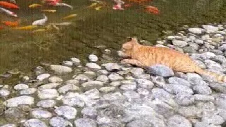 Ninja Cat Goes Fishing: Watch the Hilarious Stealthy Campaign!