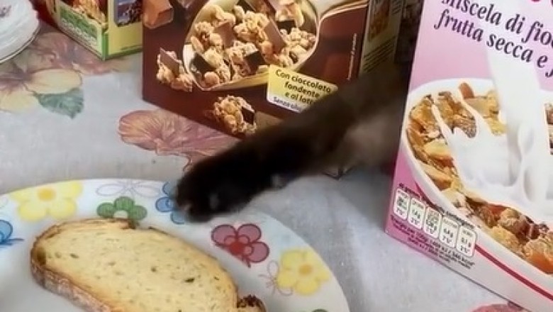 The Great Cat Food Hunt: An Epic Quest for the Perfect Meal!
