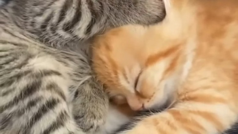 Tiny Boss: Watch Adorable Kitten 'Manage' Mini-Me in the Cutest Office Ever!