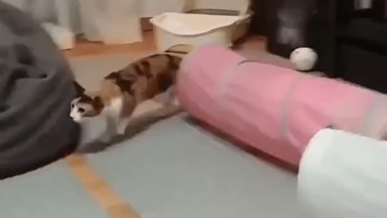 Cat vs. Dog: Hilarious Standoff Leaves Pup Perplexed!