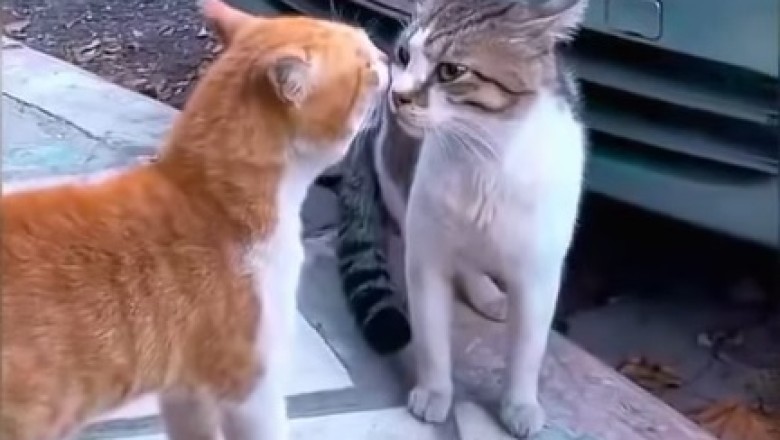 Claws Out! The Ultimate Cat Fight Showdown Will Leave You in Stitches!