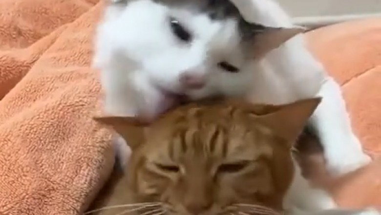 Double Trouble: Hilarious Cat Attempts to Babysit Three Cats Simultaneously!