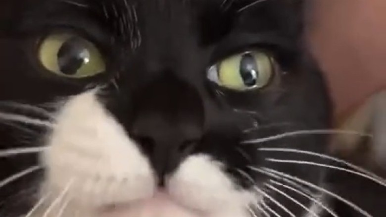 Feast Mode: Watch This Hilarious Cat Devour a Mountain of Treats!