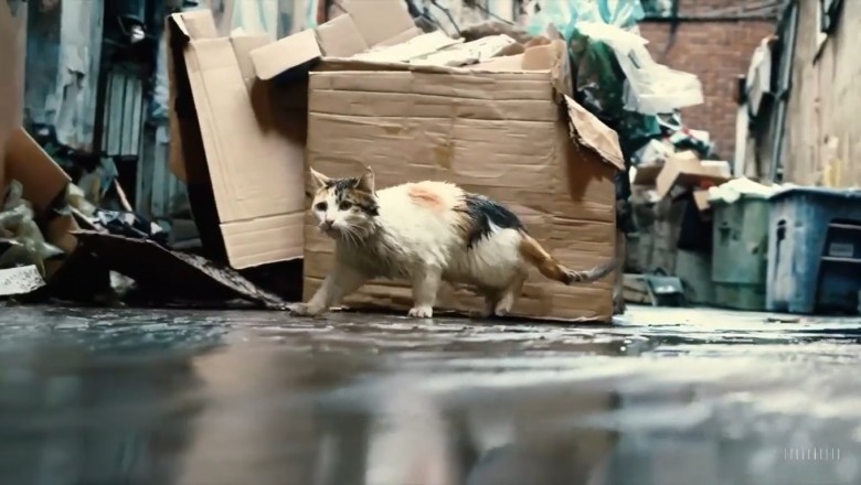 From Stray to Superstar: The Hilarious Adventures of a Mischevious Stray Cat!