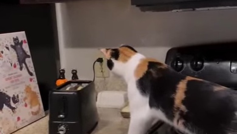 Hilarious Cat Escapes Kitchen in Fear of Mysterious Sound!