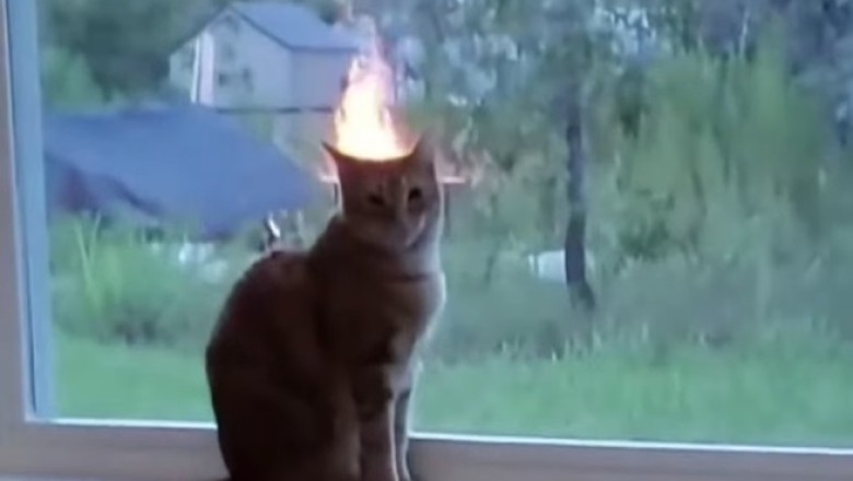 Hilarious Hijinks: The Window-Watching Cat Chronicles!