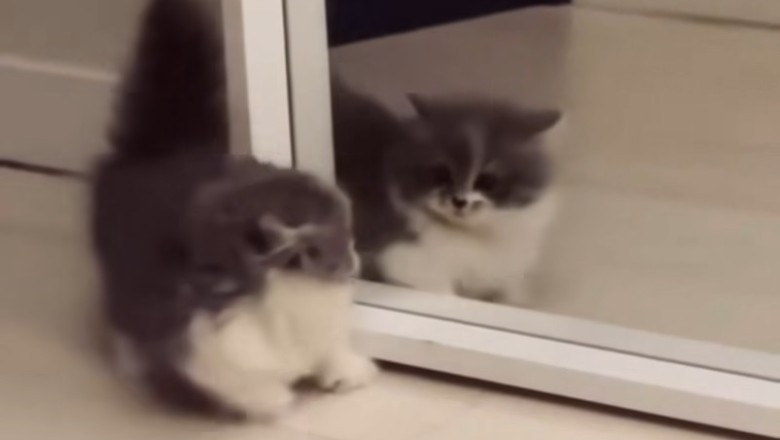 Mirror, Mirror on the Wall: Hilarious Kitten Has Epic Encounter!