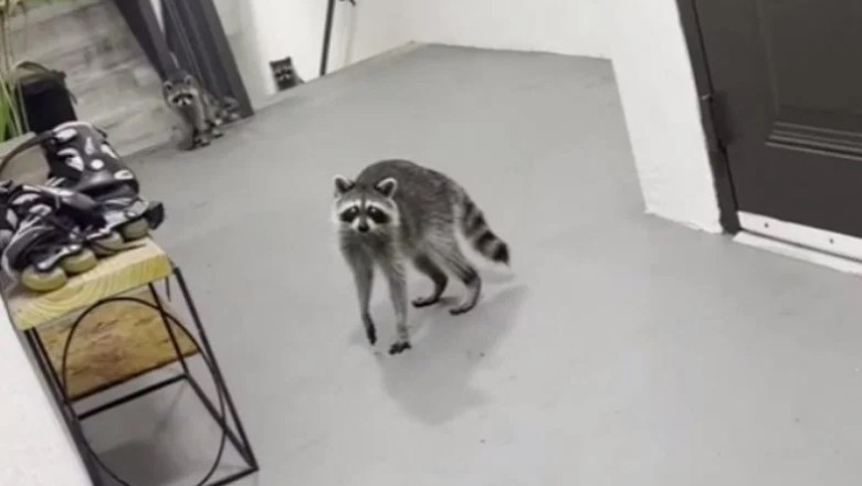 Taco Tales: When Raccoons Stole the Show!