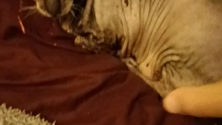 Cat-astrophic Comedy: Cat's Epic Battle with Sleep!