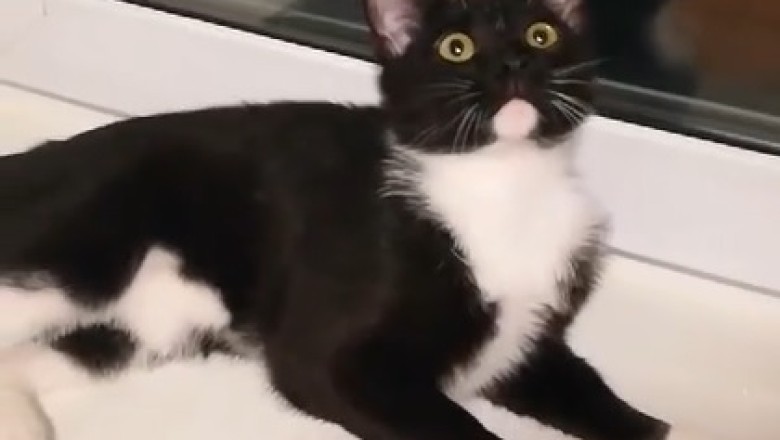 Cat-letes Unleashed: Hilarious Compilation of an Active Cat's Crazy Adventures!