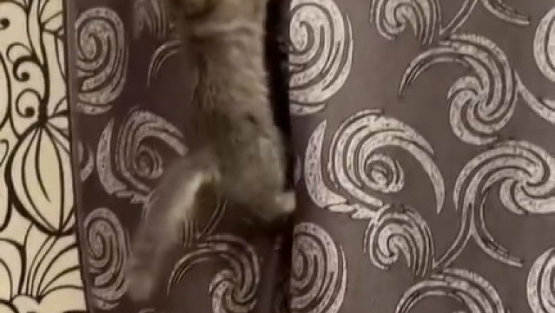 Claws and Curtains: The Epic Saga of a Cat Conquering the Window Curtain!