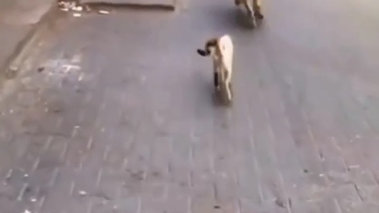 Furry Feud: Epic Street Showdown Between Dog and Cat Goes Viral!