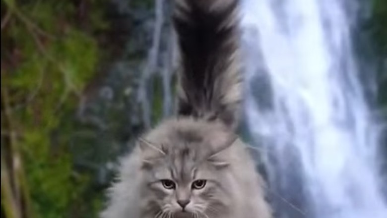 Paws & Bridges: The Epic Quest of a Cat Crossing a Bridge!
