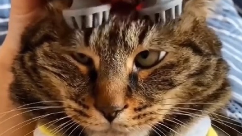 Purr-plexed: Hilarious Cat Gets Head Massage, Ends Up in a Spin!