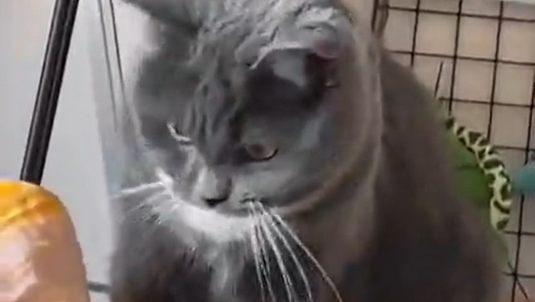 Meow-ke Tyson: Watch This Cat Pack a Punch Like a Champ!