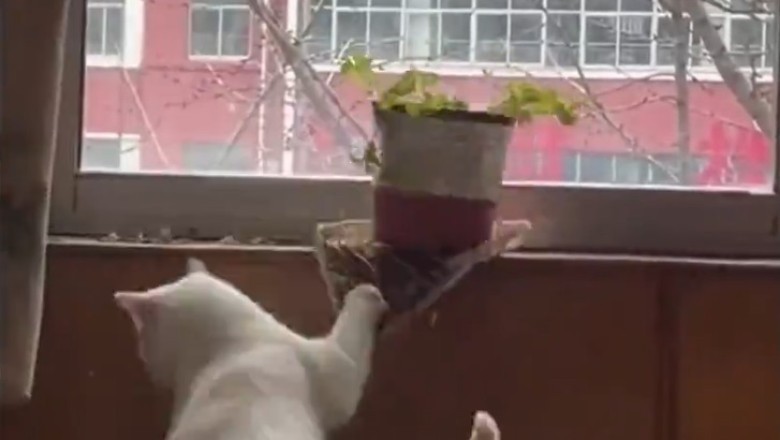 The Great Escape: Cat vs Window Showdown!