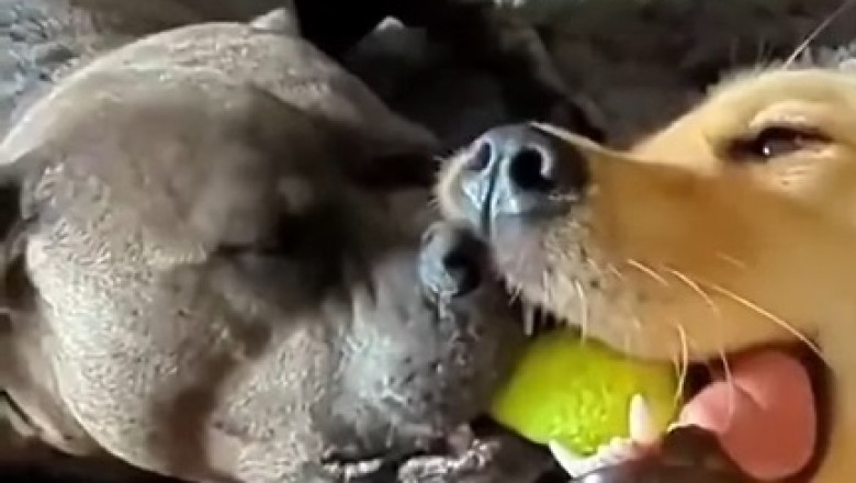 Bark-Off Battle: Hilarious Chaos Ensues as Two Dogs Take on a Tennis Ball!