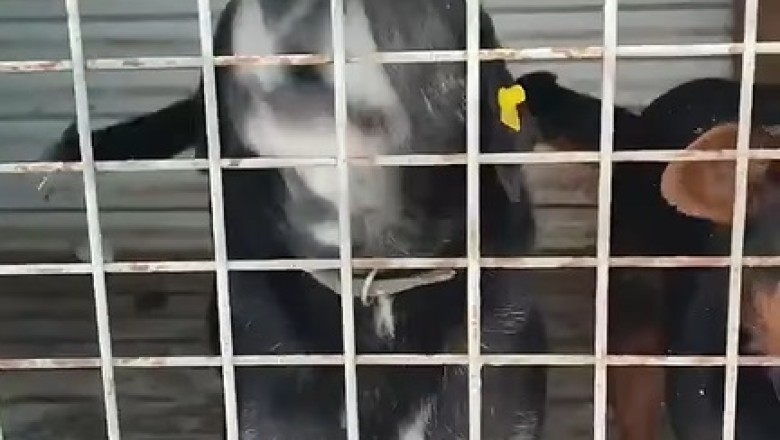 Canine Comedy Showdown: Hilarious Hijinks Unfold with Two Dogs in a Cage!
