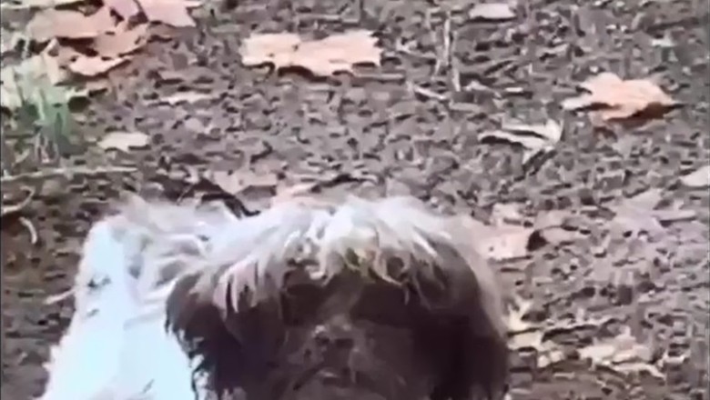 Doggy Digger: Hilarious Video of a Pup Going All-In for a Sniff in the Dirt!