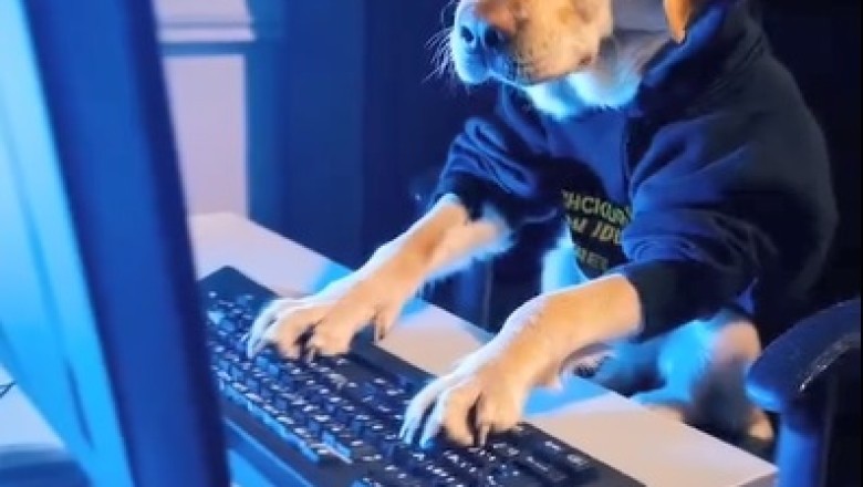 Paws for Applause: Dog Shows Off Lightning-Fast Typing Skills on Computer Keyboard!