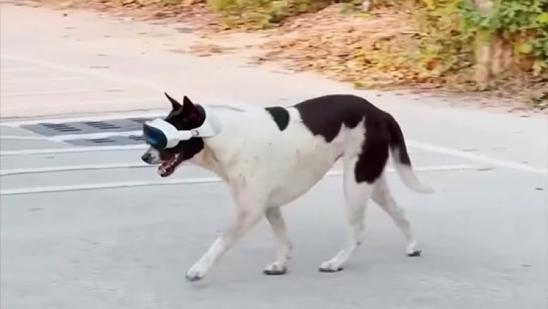 Tech-Savvy Pups Take the Internet by Storm with Electronic Glasses!