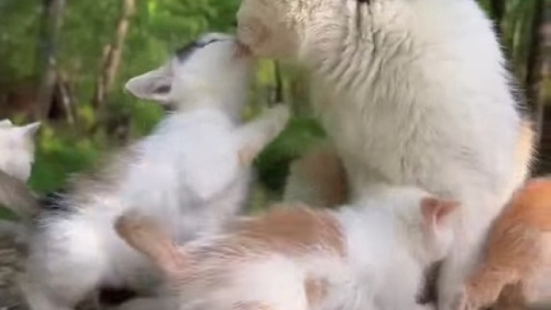 Tree-t Time with Mama Cat and the Curious Kittens – A Purr-fectly Adorable Comedy!