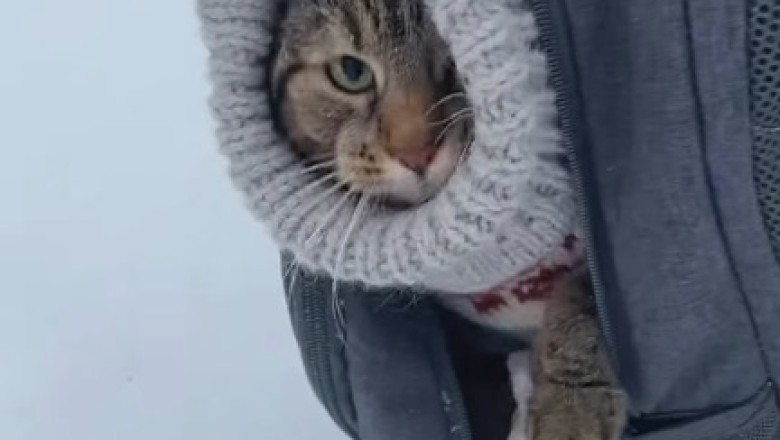 Chill out with Mr. Whiskers: A Cat's Comical Antics in the Freezer!
