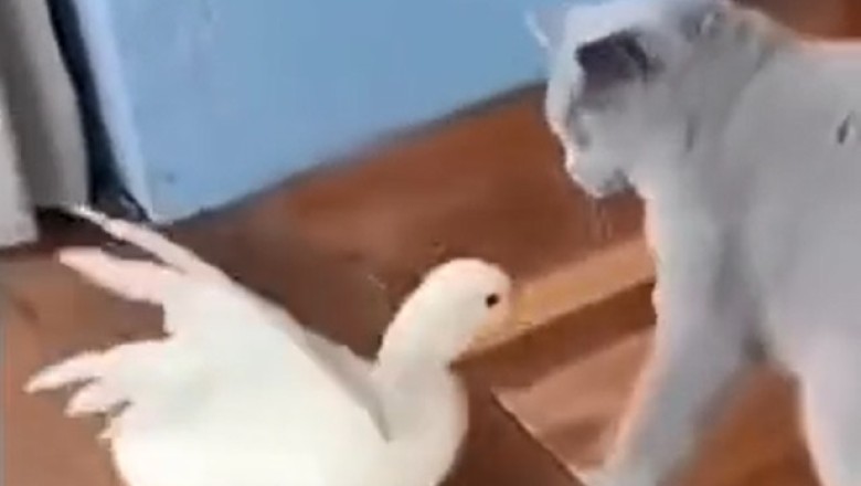 Feathered Frenemies: The Epic Cat vs. Duck Showdown!