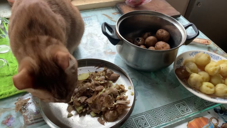 Purr-sistence Pays Off: The Hilarious Saga of a Cat on a Potato Diet!