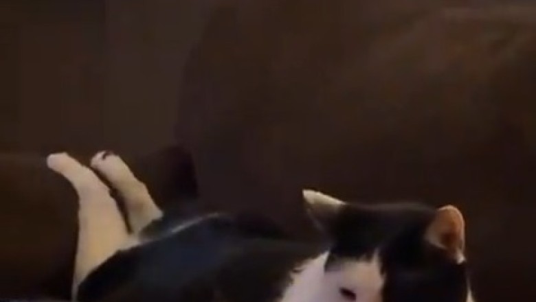 Pawsitively Purrr-fect: Cat's Epic Sofa Snuggle Session Goes Viral!