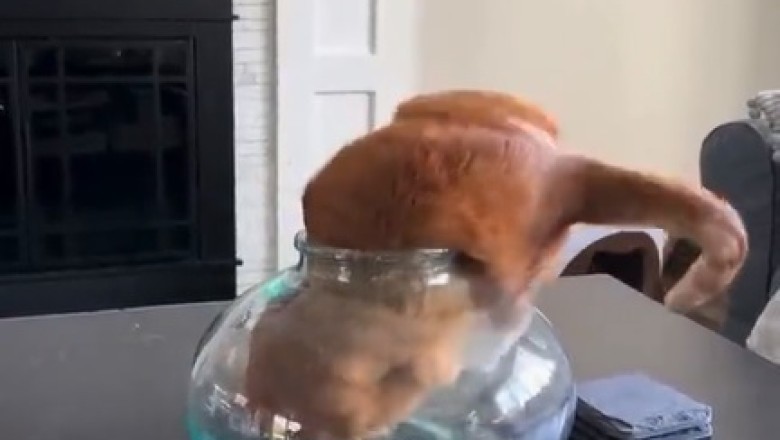 Purr-fectly Peculiar: Cat's Curiosity Leads to Hilarious Bowl Encounter!