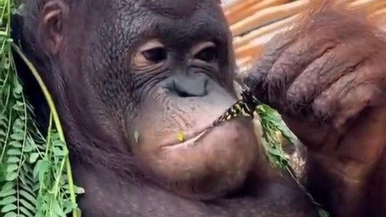 Banana Hunters: Watch This Hilarious Primate Chase Down a Butterfly with Epic Monkey Moves!