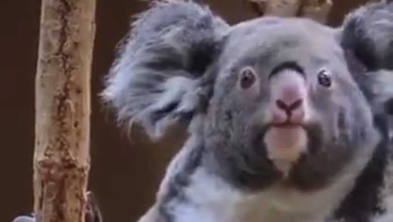 Koala Comedy Show: Hilarious Father-Son Duo Steal the Spotlight with their Adorable Antics!