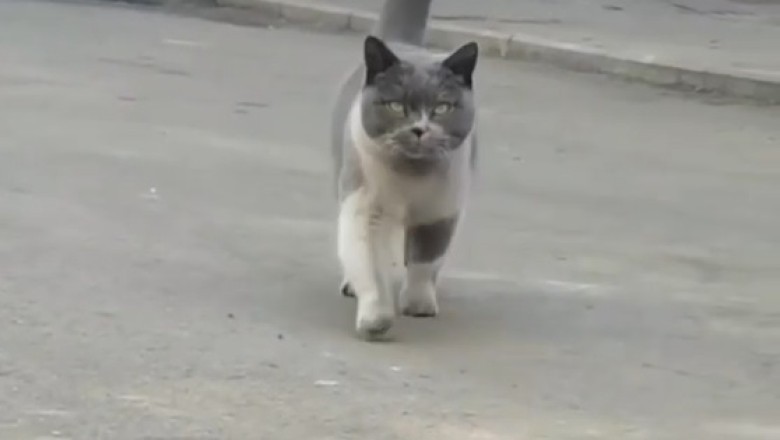 Meowtastic Marvel: Meet the Street-Smart Cat Who Rules the Pavement as a Feline Engineer Extraordinaire!