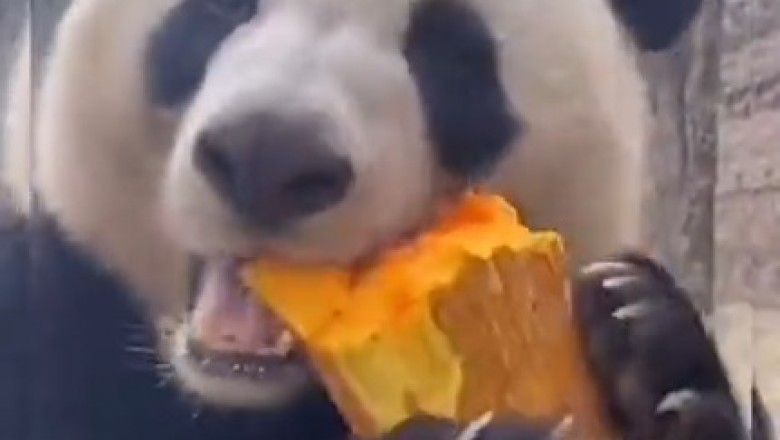 Panda's Feast: When Snacking Becomes a Hilarious Obsession!