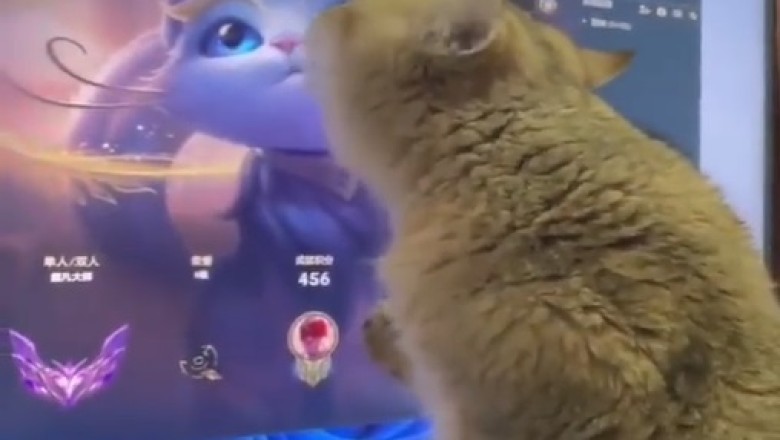Paws For a Cartoon Break πΊπ±πΉ: Hilarious Cat Can't Get Enough of Animated Fun! Watch as Whiskered Critter Gets Caught in a Loop of Laughs