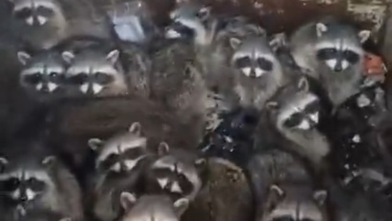 Raccoon Rave Party: Hilarious Video of a Raccoon Crew Getting Down Inside a Container!