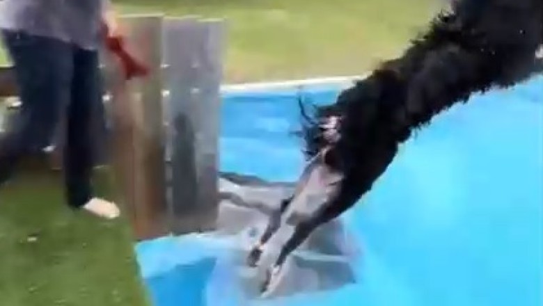 Supernatural Pooch Alert: Watch in Awe as Fearless Fido Defies Gravity with a Seven-Metre Leap!