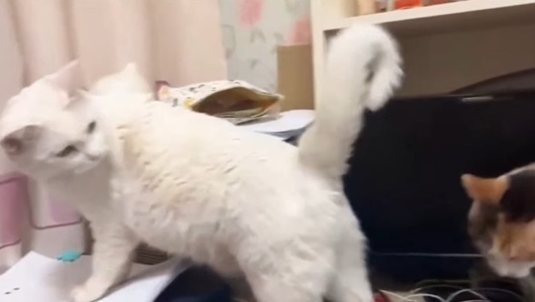 Laugh Out Loud with This Hilarious Compilation of a Silly Cat's Antics!