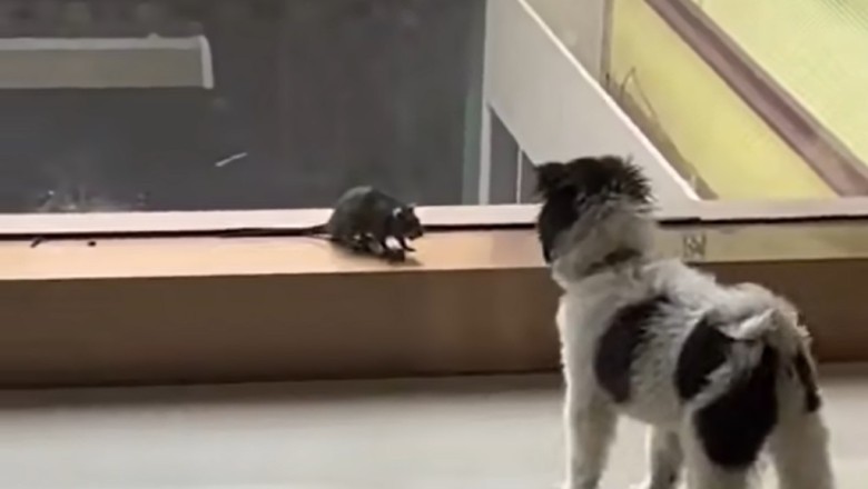 Mouse Vs. Dog Showdown: Hilarious Chase Caught on Camera Goes Viral