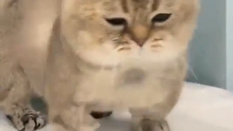 Cat-tastic Blowout! Hilarious Video of a Cat Using a Hair Dryer Will Leave You in Stitches!