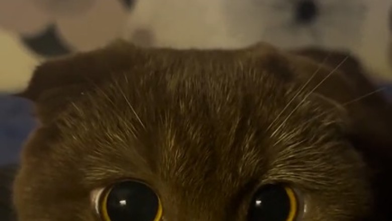 Epic Zoom Cat Fails: When Fluffy Takes Over Your Virtual Meetings!