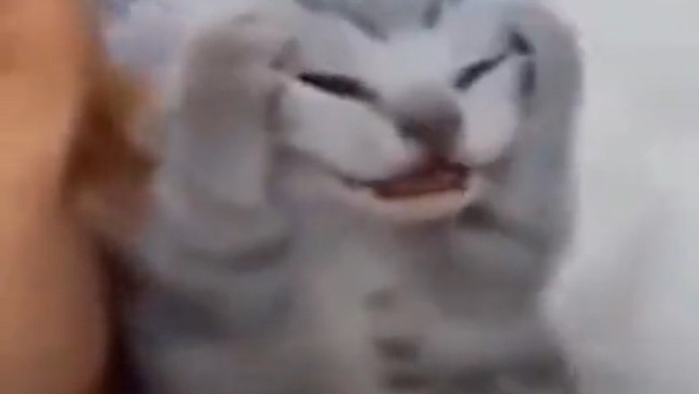 Kitty Kaboom! The Purr-fectly Hilarious Video That Will Make Your Day!
