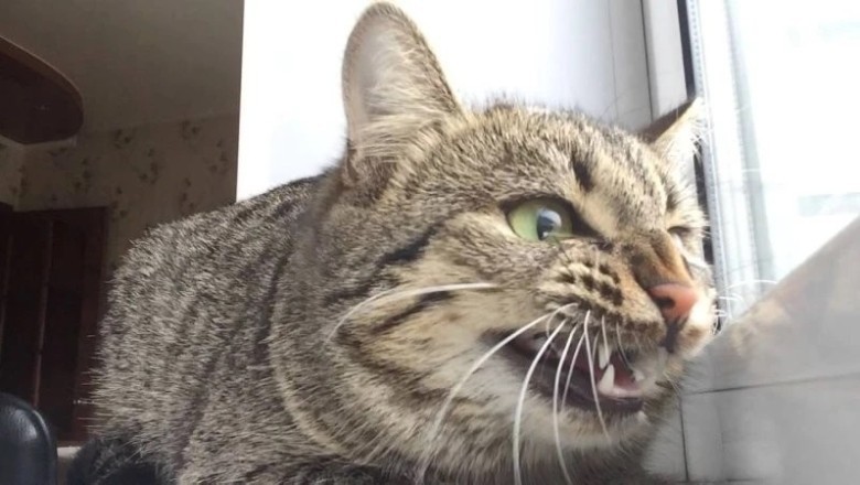 Pawsitively Hilarious: The Ultimate Compilation of Cats Being Comedy Kings!