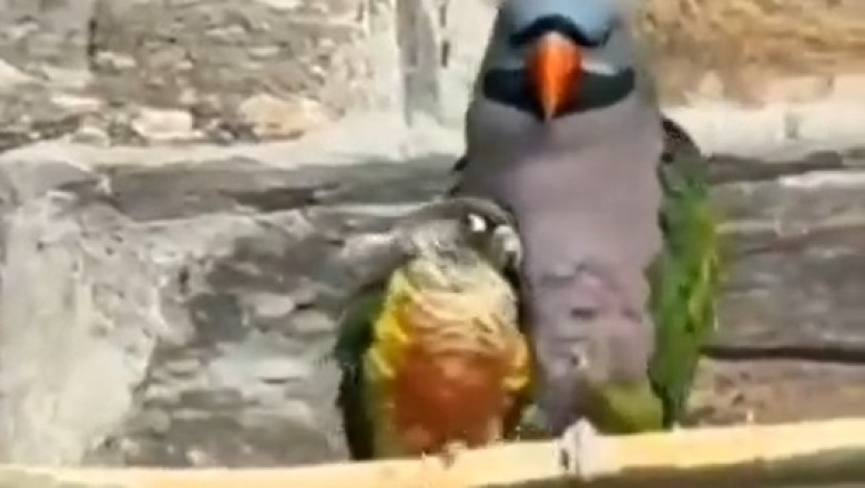 The Ultimate Parrot Standoff: Big Bird vs. Little Bird Comedy Showdown!