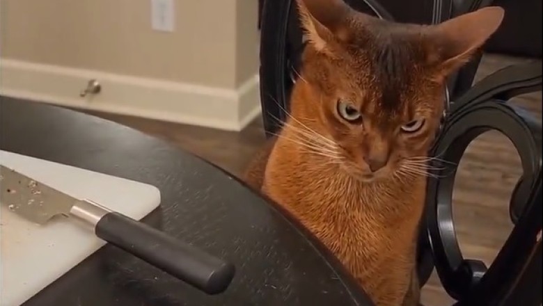 Claw & Order: Cat Vs. Chicken Showdown Goes Hilariously Wrong!