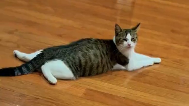 Epic Cat Purranormal Activity! Watch as Feline Goes Full 'Dilated' Mode!