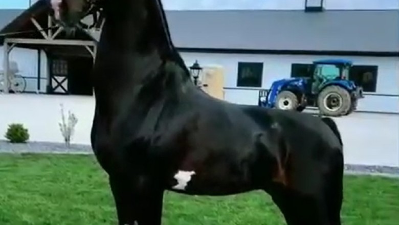 Neigh Way! Horse Shows Off Unbelievable Power and Elegance in Hilarious Video!