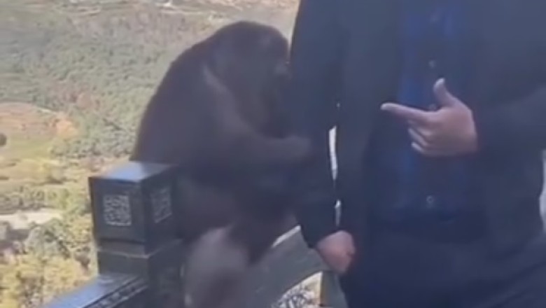 Watch This Man Strike a Pose with a Monkey and Get More than He Bargained For!
